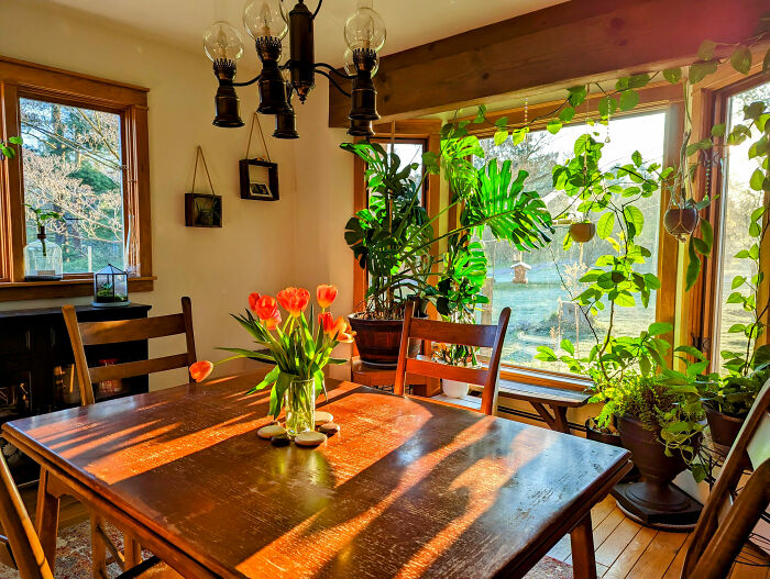 Room with plants and wooden table with chairs
