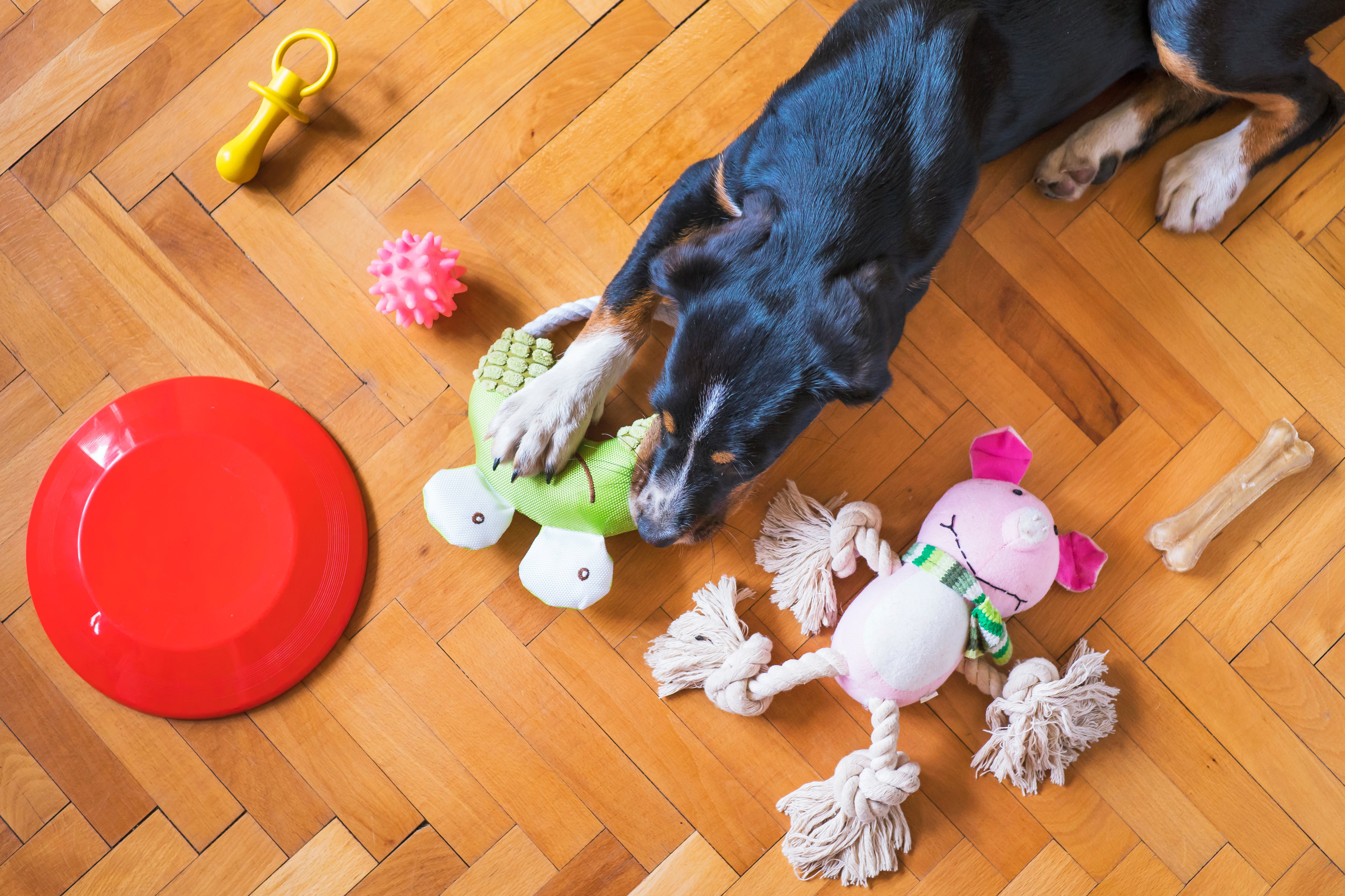 dog lying on the floor with toys