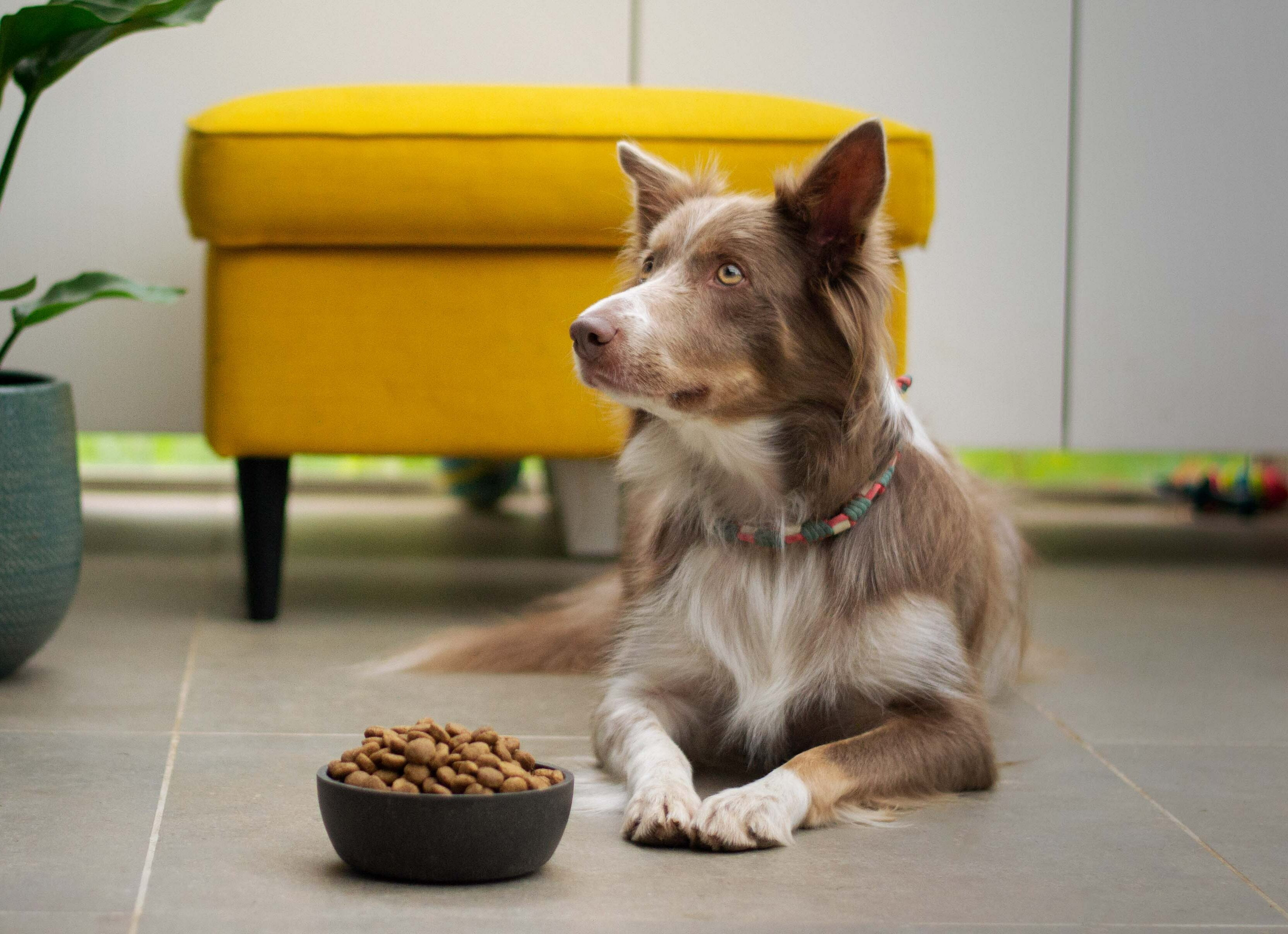 Brown and white dog lying on ground near bowl of food and waiting Brown and white dog lying on ground near bowl of food and waiting