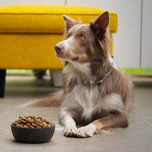 Can Dogs Get Bored of Eating the Same Food Every Day?