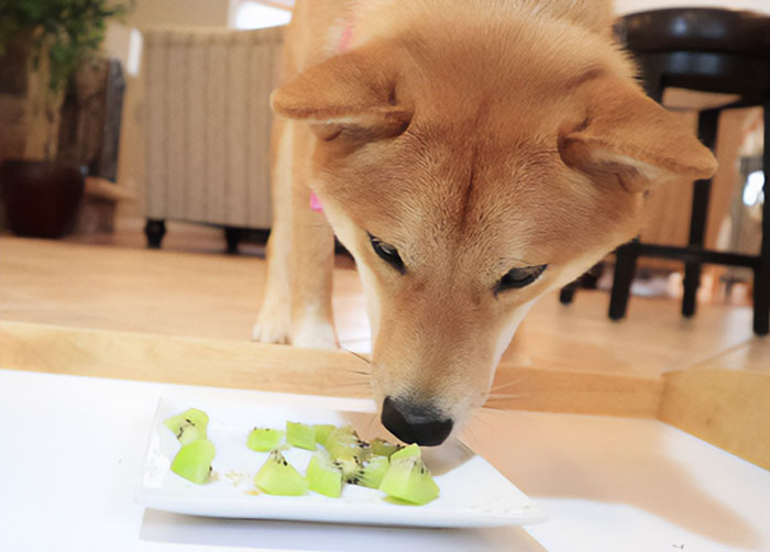 Dog curiously sniffing a plate of kiwi slices on a wooden floor. Dog curiously sniffing a plate of kiwi slices on a wooden floor.