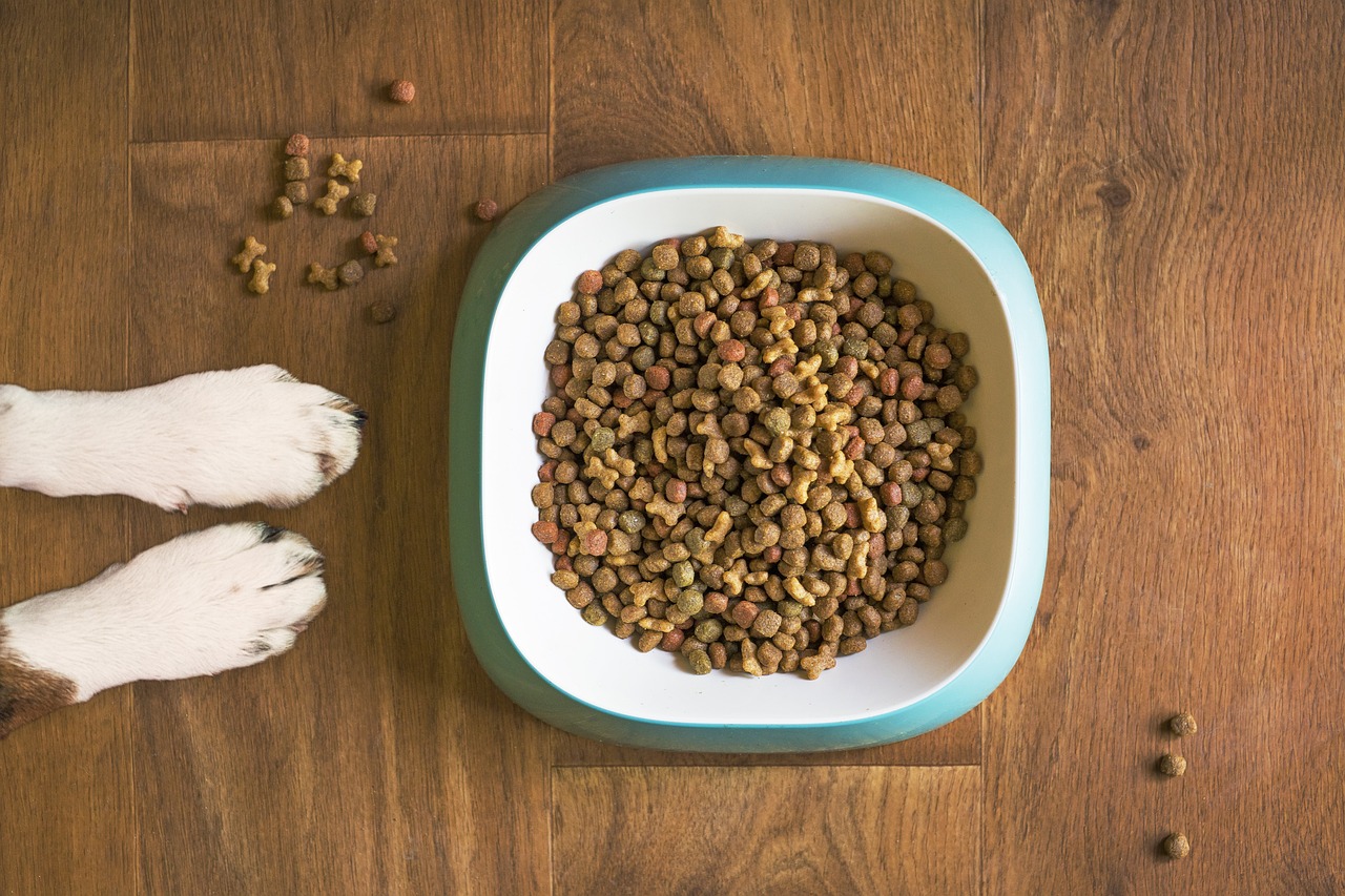 Dog paws next to a bowl of kibble on wooden floor, highlighting dietary options like liver for dogs. Dog paws next to a bowl of kibble on wooden floor, highlighting dietary options like liver for dogs.