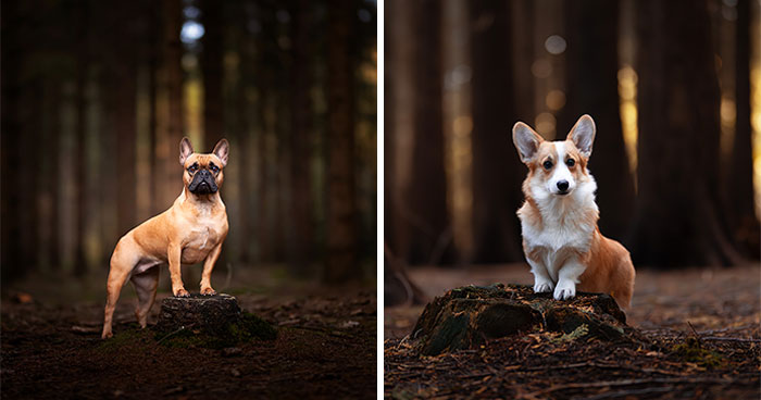 Here Are 22 Of My Favorite Photos Of Dogs I Took During Autumn (New Pics)