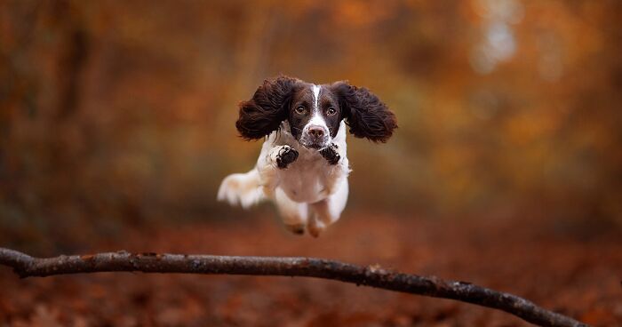 Here Are 22 Of My Favorite Photos Of Dogs I Took During Autumn (New Pics)