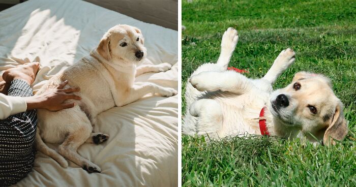 Two light-colored dogs resting on a bed and grass, illustrating common signs of dog stomach gurgling and discomfort.