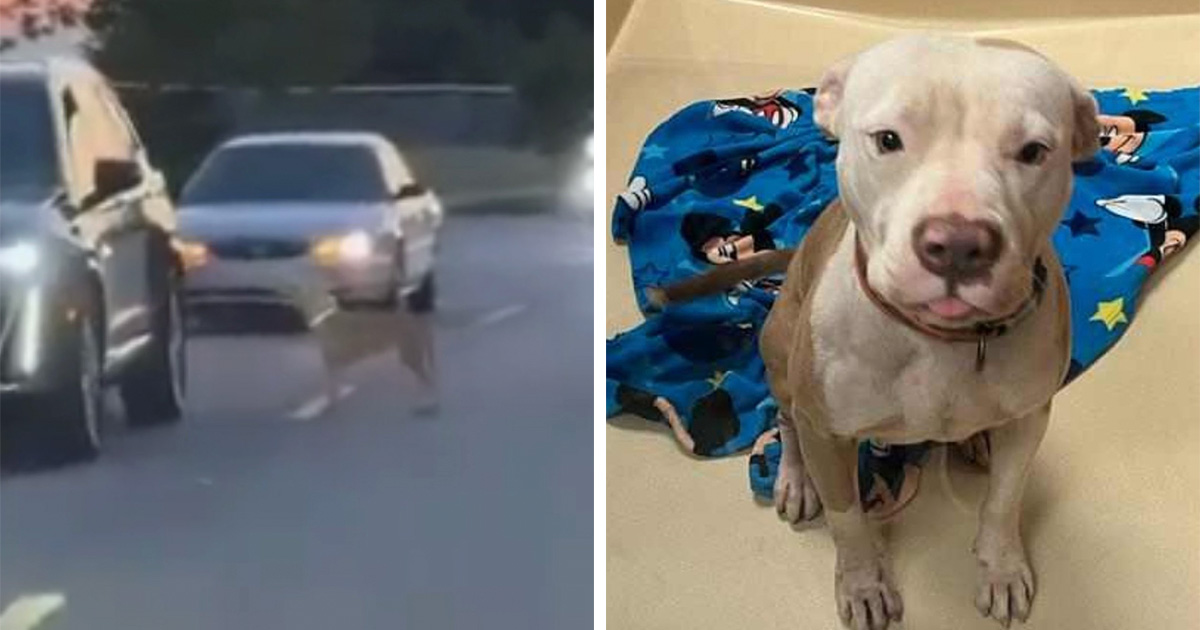 Meet Olivia, A Smart Pup Who Stopped Every Car In Traffic Asking For Help - Vimarsana News