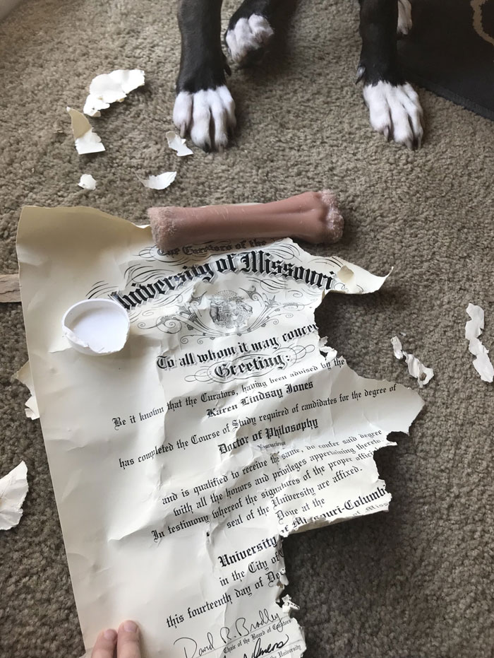 Forget The Excuse Of Your Dog Eating Your Homework. My Dog Ate My PhD