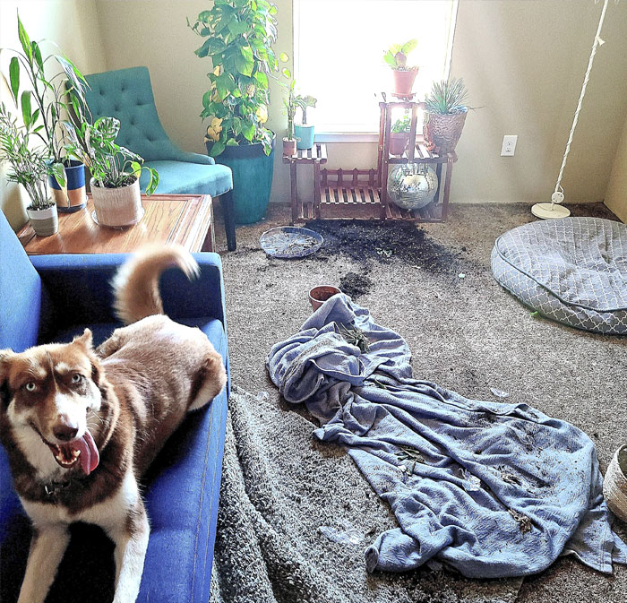 My Houseplants Exploded While I Was At Work Today. Dog Says She Didn't See What Happened, But She Put A Blanket On It Just To Be Safe
