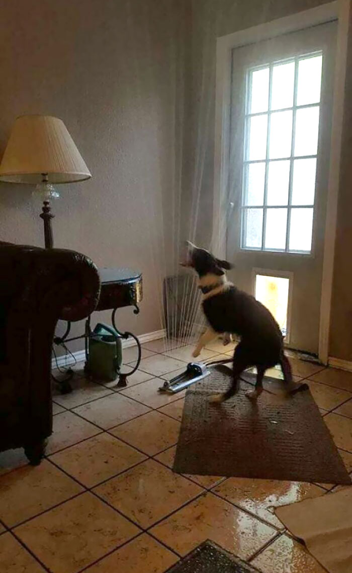 Dog Dragged The Sprinkler Inside