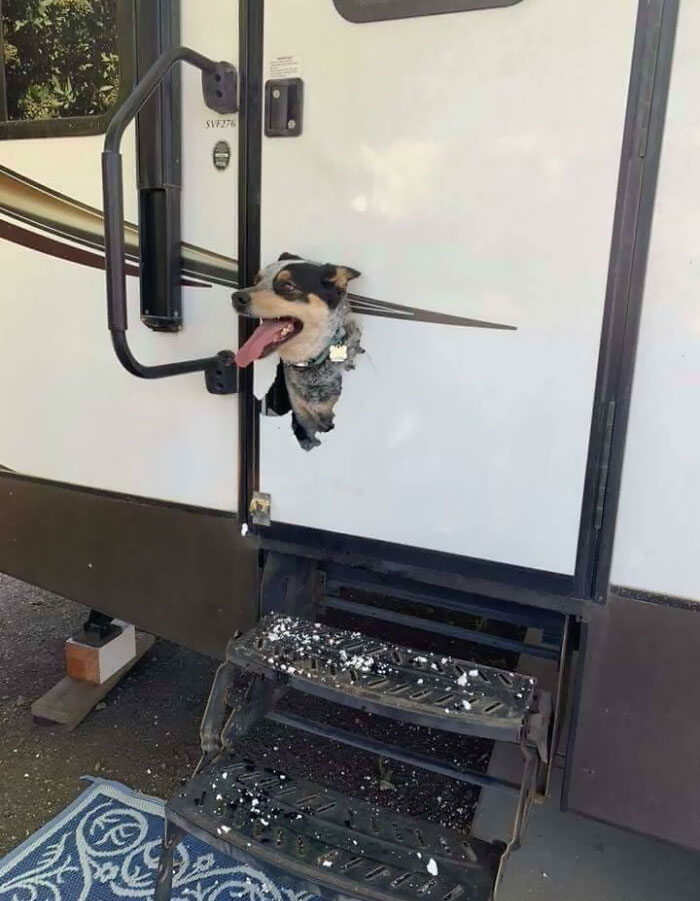 Mother’s Friend Came Home To See Her Dog Had Some Fun With The New Camper