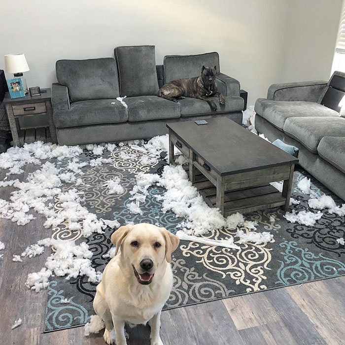 A Little Reminder To You All To Be Careful Because Sometimes Couch Cushions Explode Completely On Their Own For No Reason