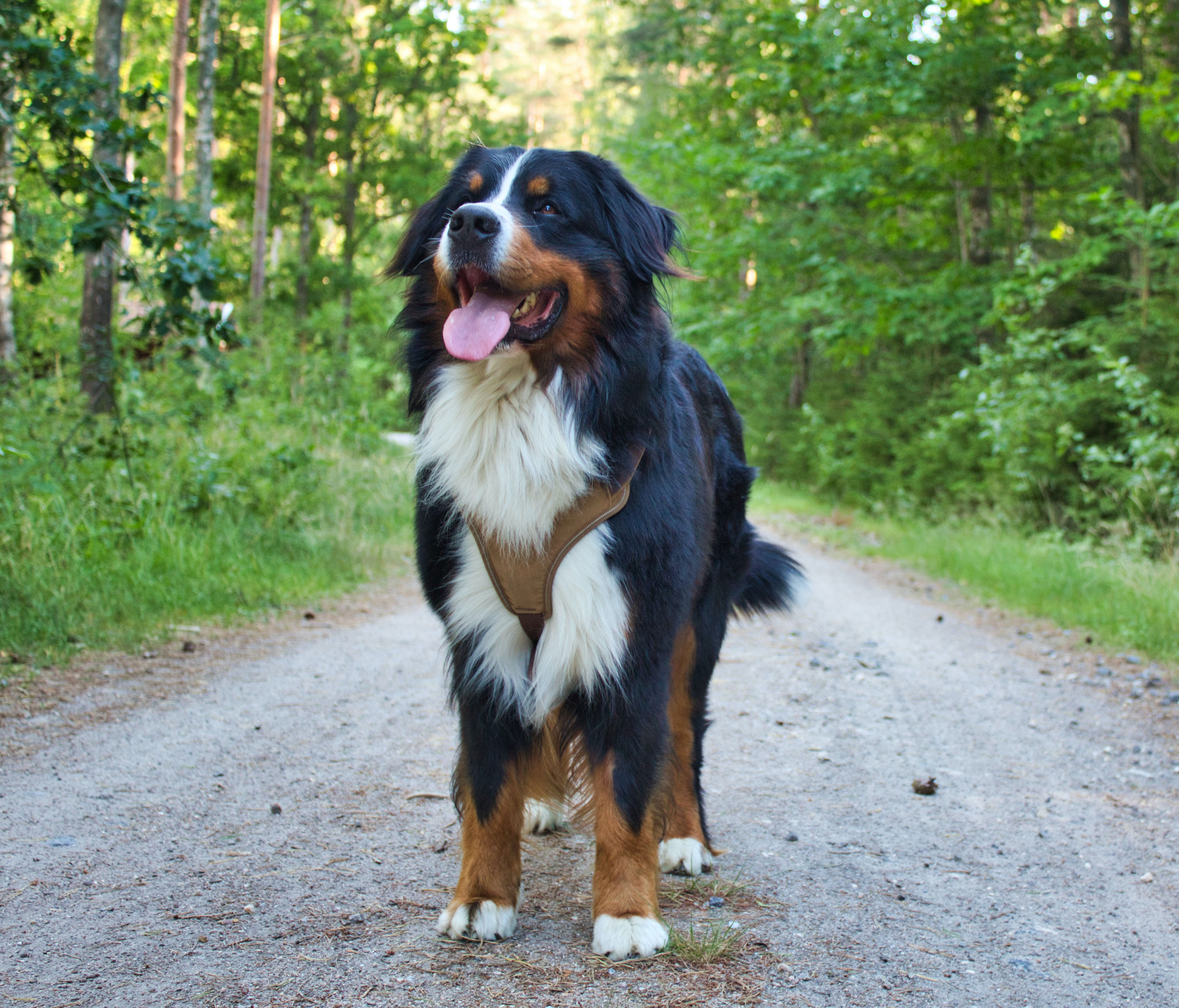 Bernese mountain dog in the forest