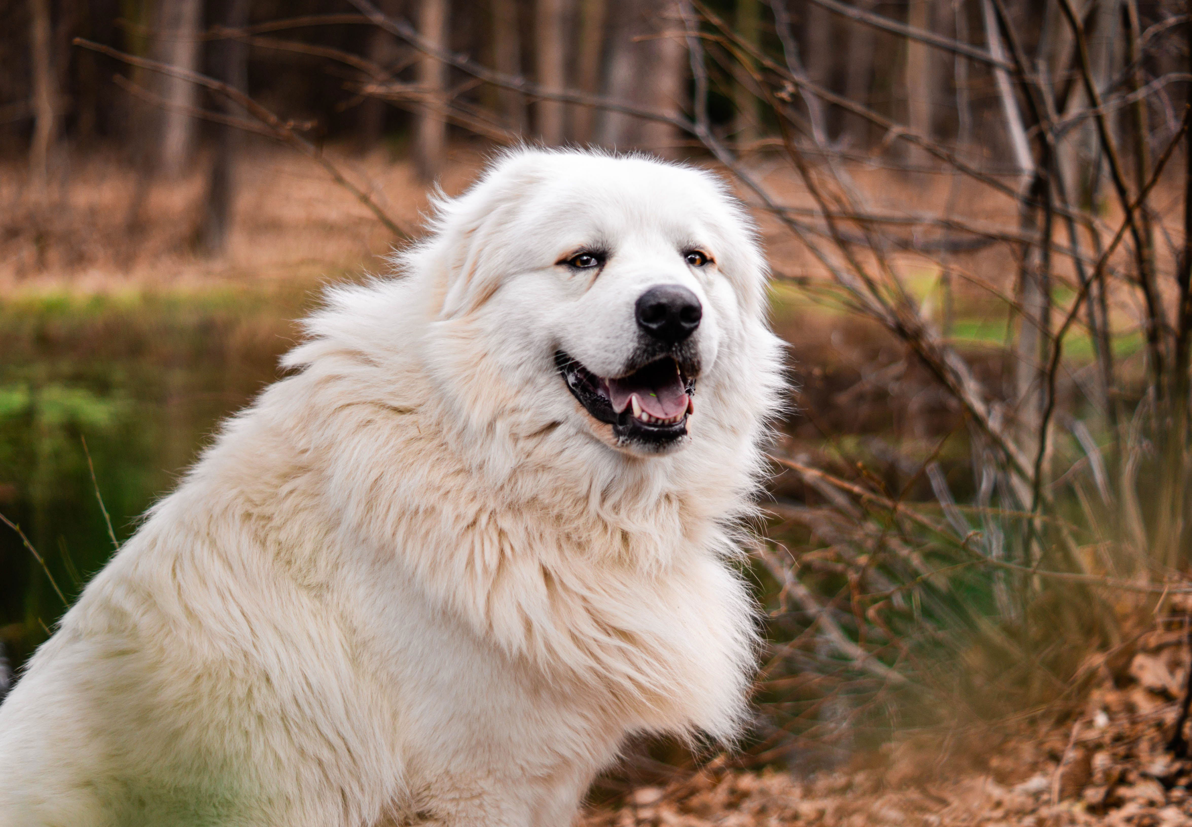 Great Pyrenees sitting on the ground