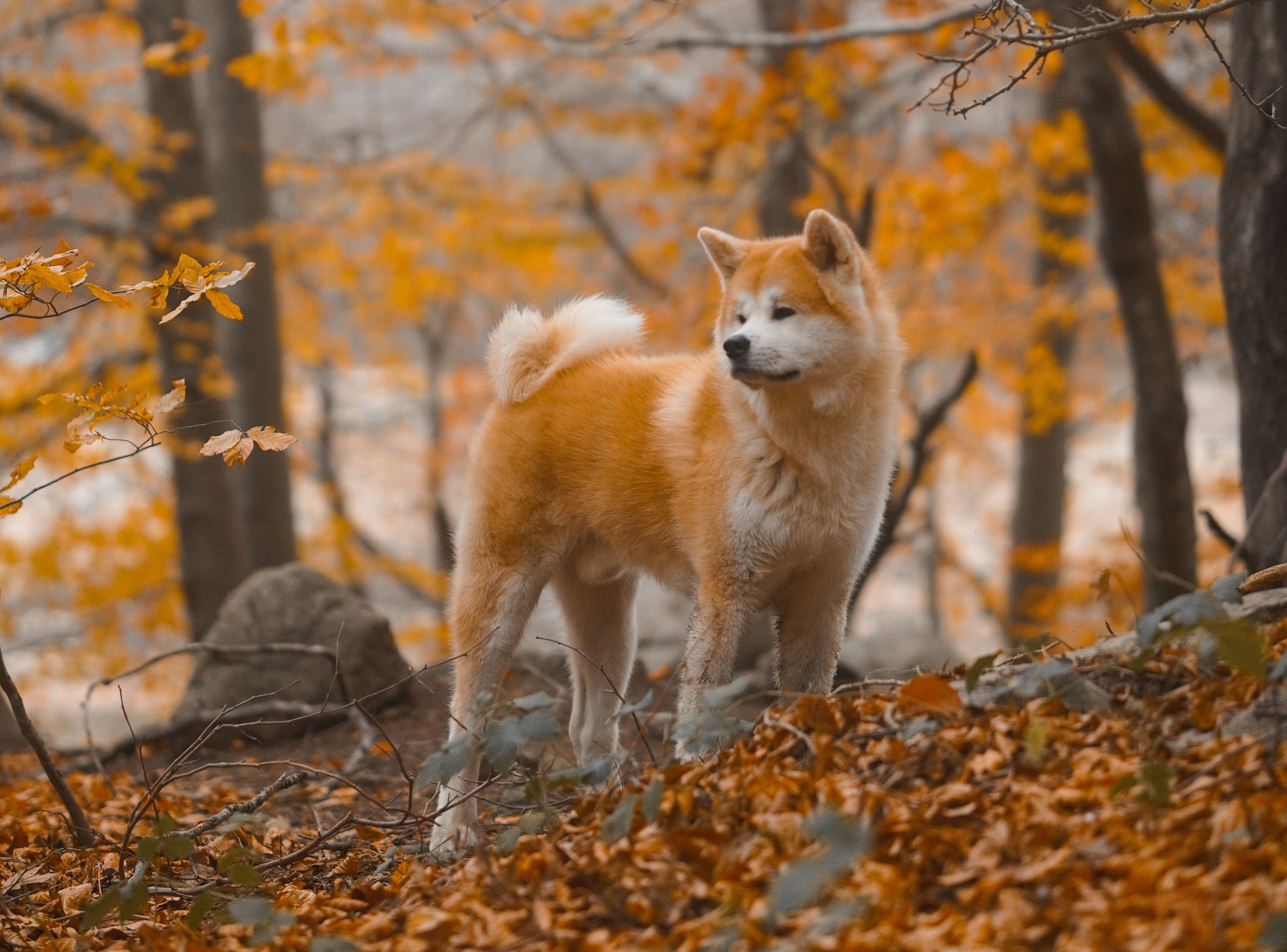 Akita staying in golden leaves