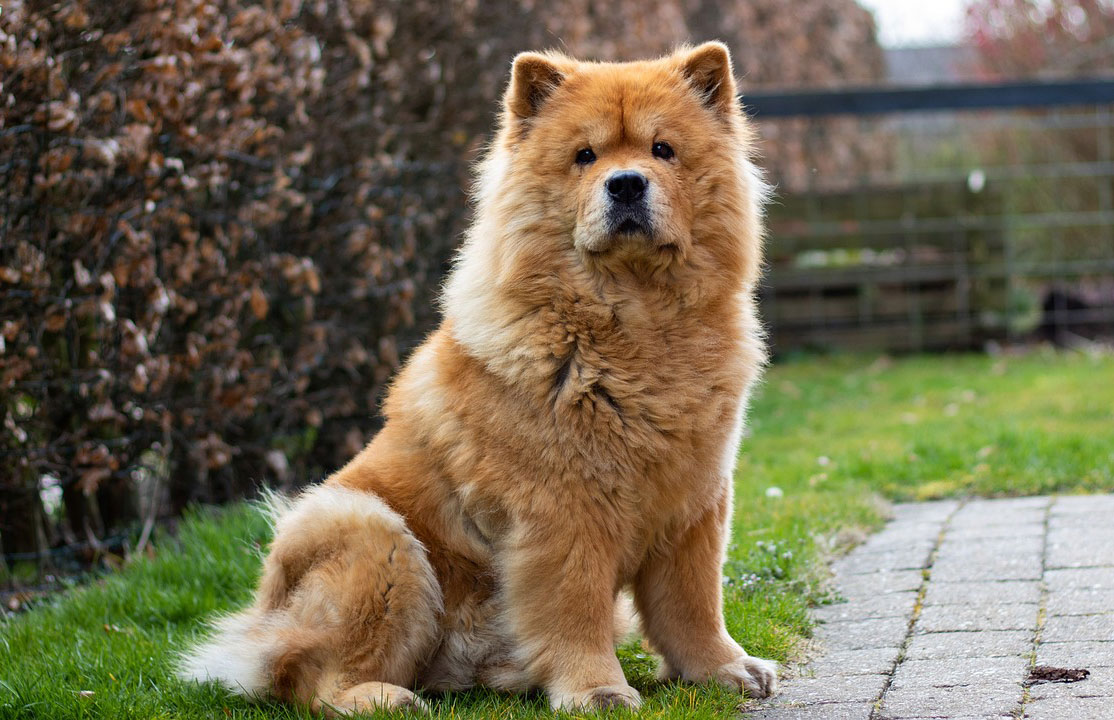 Chow Chow sitting in the grass