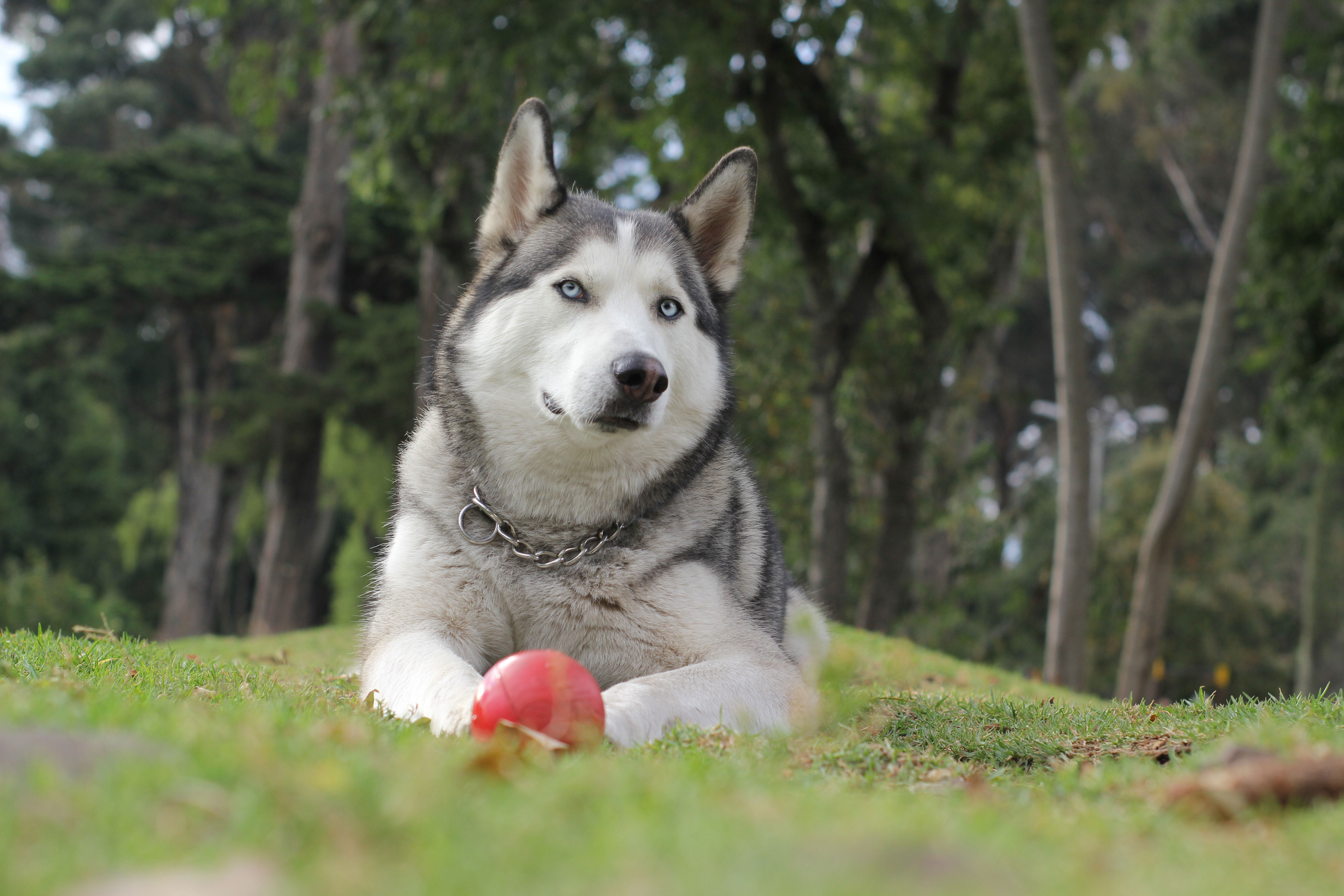 Siberian Husky laying in the grass with a ball