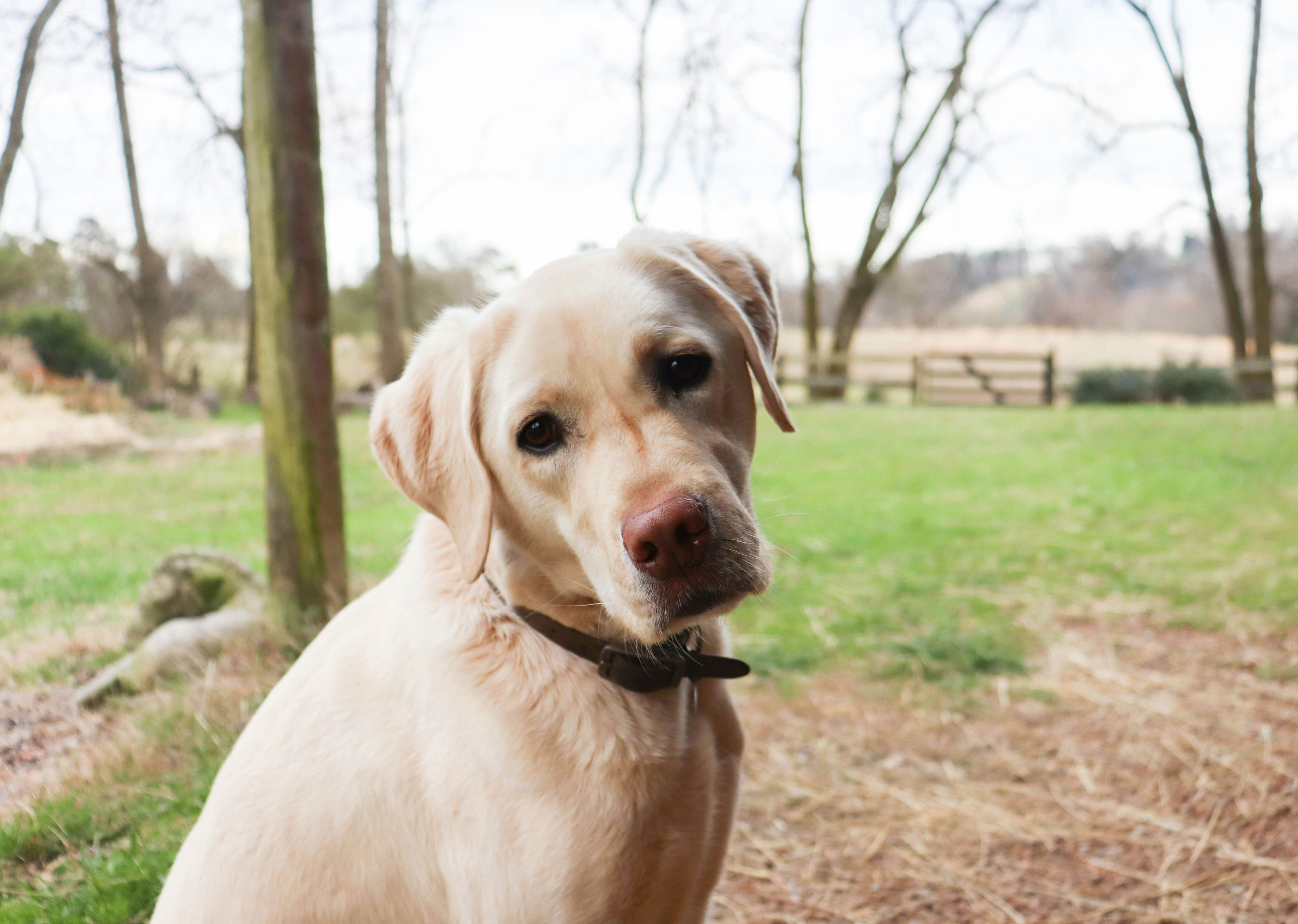 Labrador Retriever sitting and looking at you