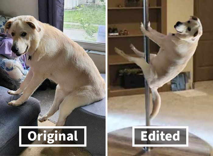 Guy Catches His Doggo Sitting Like A Person, Posts Pic Online, Gets These 29 Edits In Return
