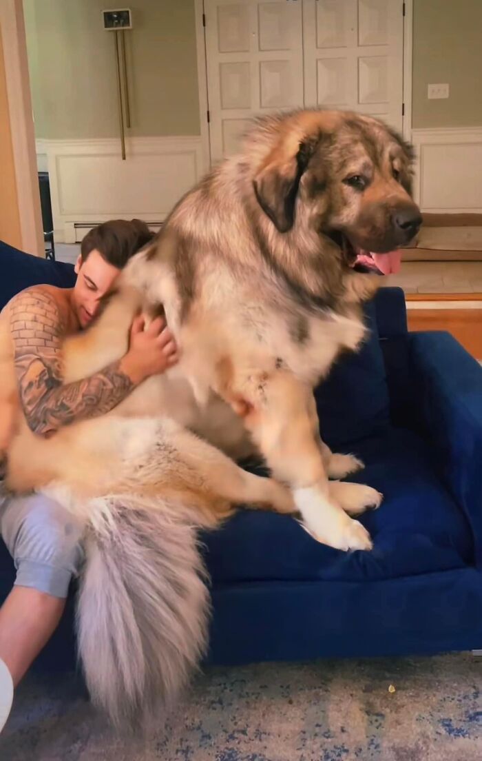 This Family From Boston Shares What It’s Like To Live With A Rare Bear-Like Guardian Dog This Family From Boston Shares What It’s Like To Live With A Rare Bear-Like Guardian Dog