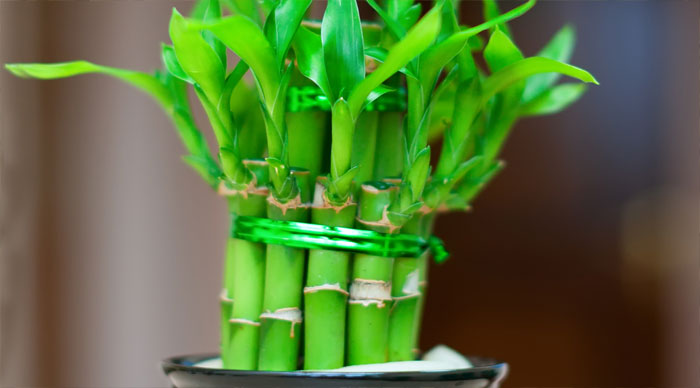 Image of Lucky Bamboo (Dracaena sanderiana)