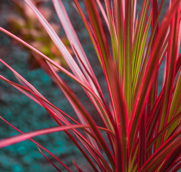 Image of a dracaena with red vibrant foliage.