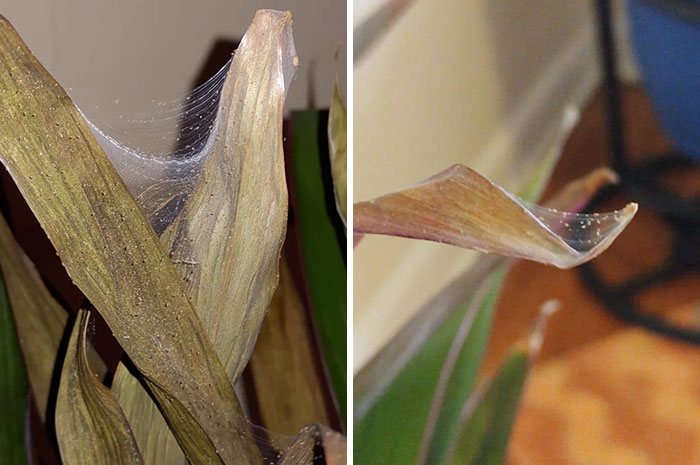 Dracaena leaves affected by spider mites.