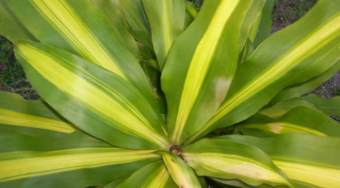 Image of Corn Plant (Dracaena fragrans)