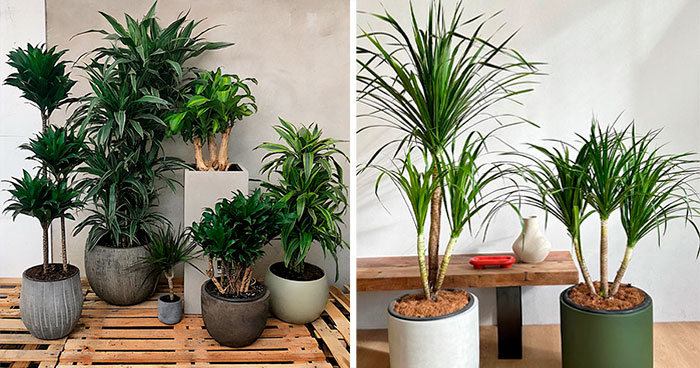 Dracaena A to Z: How To Care For This Easy-To-Grow Houseplant