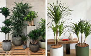 Dracaena A to Z: How To Care For This Easy-To-Grow Houseplant
