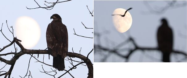 eagle-moon_comp-6541e5a13645e.jpg
