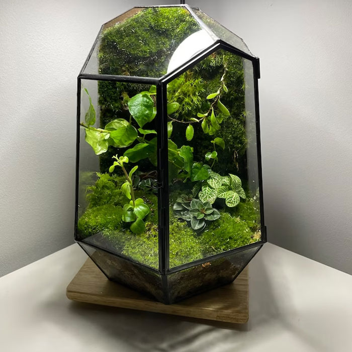 Close Geometric Glass Terrarium: To bring a dash of whimsical fairytale magic into their space, ideal for anyone looking to cultivate their own mini indoor garden without dirtying the room.
