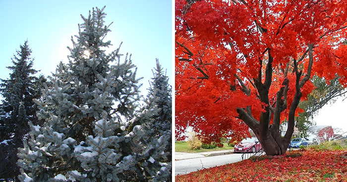 16 Best Fast-Growing Privacy Trees: Say Goodbye To Nosey Neighbors