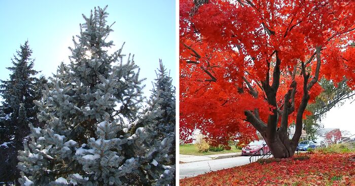 16 Best Fast-Growing Privacy Trees: Say Goodbye To Nosey Neighbors