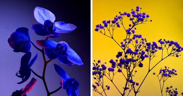 I Used Controversial Videos To Light These Unique Pictures Of Flowers