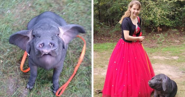 Meet Pudding, A Meishan Pig Who Became A Pet For Her Handler