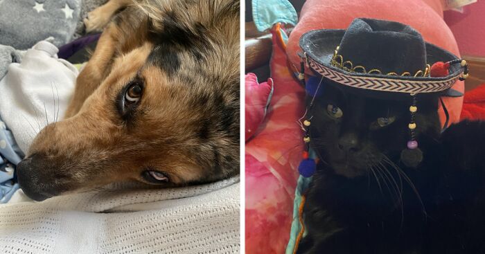 Hey Pandas, Show Me A Picture Of Your Pet (Closed)