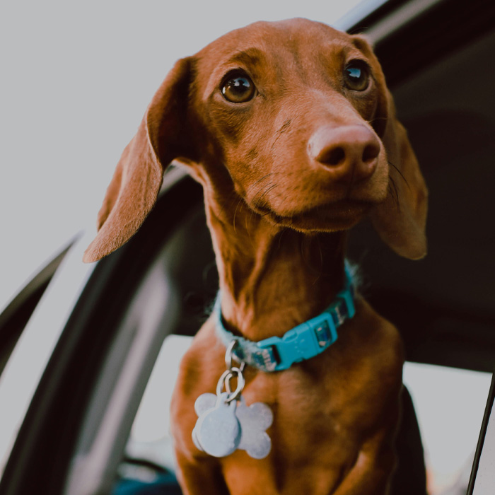 Dog with floppy ears wearing a blue collar, sitting in a car doorway. Dog with floppy ears wearing a blue collar, sitting in a car doorway.