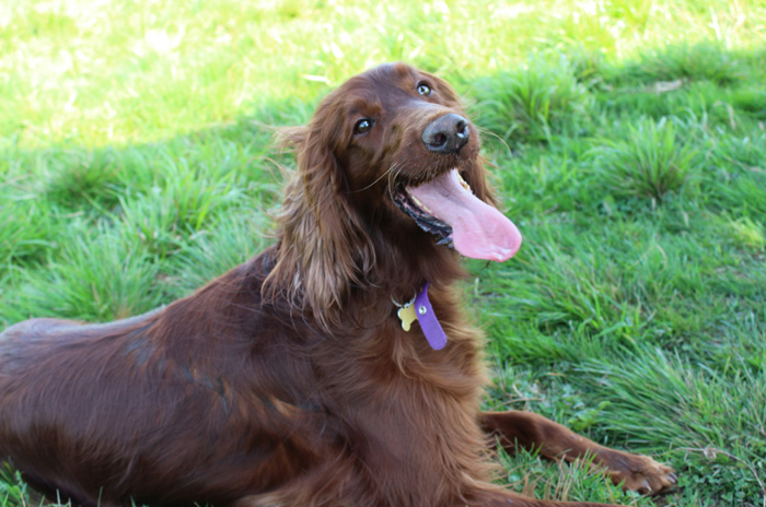 Brown dog with floppy ears lying on grass, wearing a collar with tags. Brown dog with floppy ears lying on grass, wearing a collar with tags.