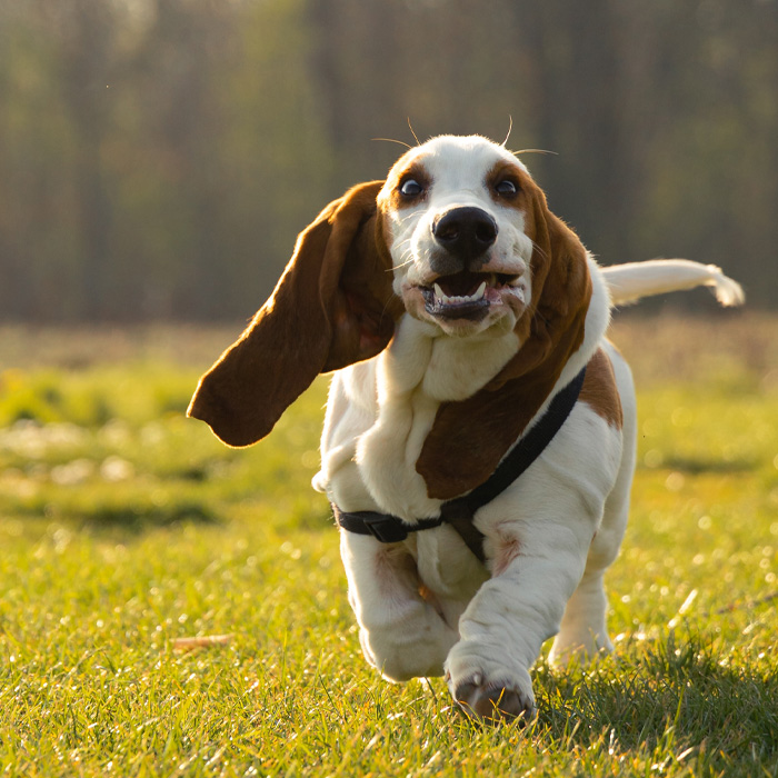 Dog with floppy ears running on grass in a sunny park. Dog with floppy ears running on grass in a sunny park.