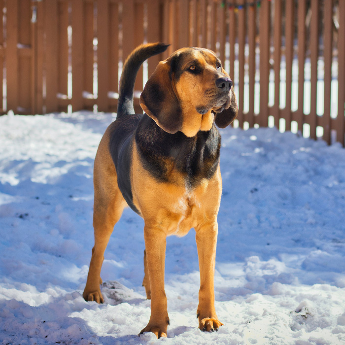 Floppy-eared dog standing in snowy yard, looking alert. Floppy-eared dog standing in snowy yard, looking alert.