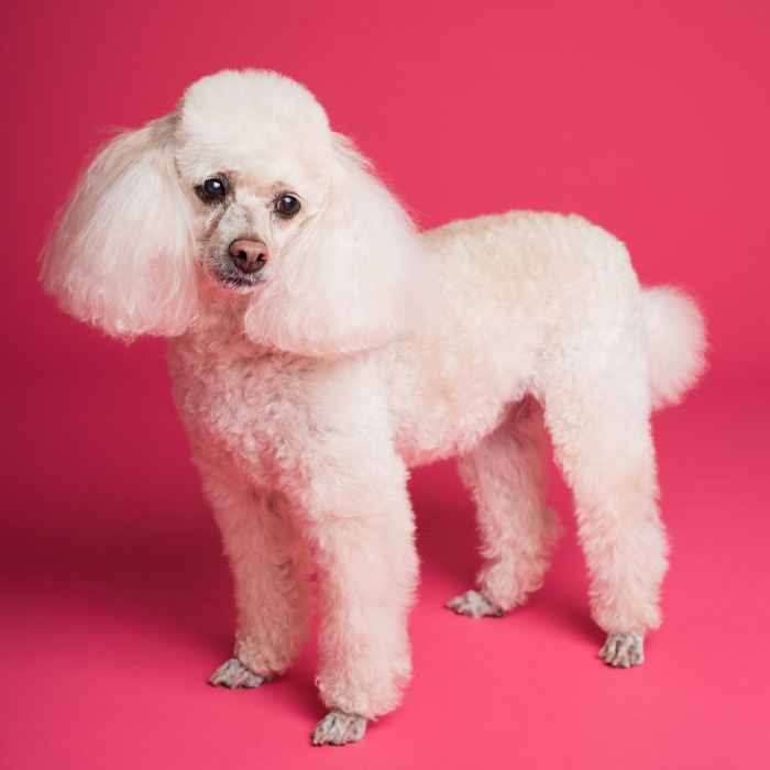 White fluffy dog with floppy ears on a pink background. White fluffy dog with floppy ears on a pink background.