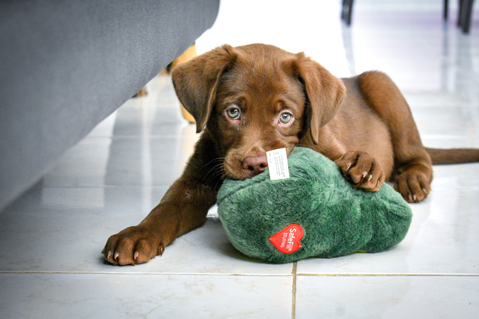 A puppy with floppy ears playing with a green toy on a tiled floor. A puppy with floppy ears playing with a green toy on a tiled floor.