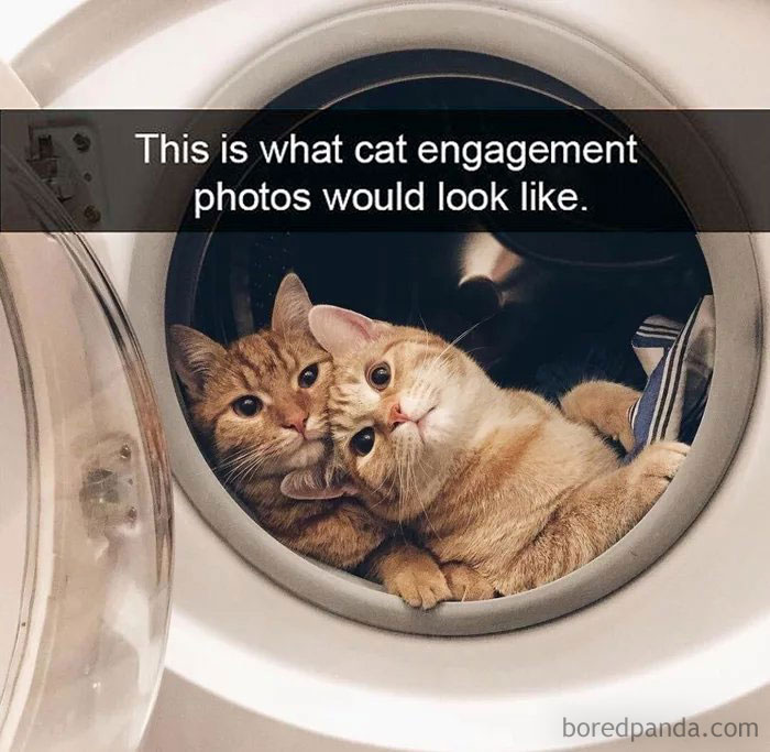 50 Hilarious Cat Memes From This Instagram Account Anyone Obsessed With Cats  Would Enjoy