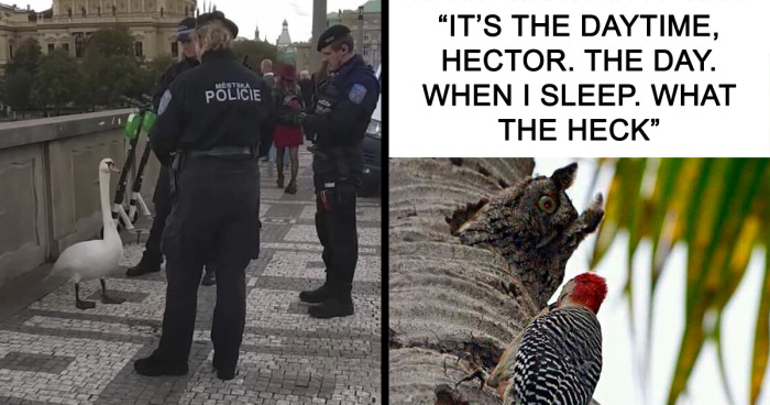 35 Chaotic Avian Memes Shared By “Birds With Threatening Auras”