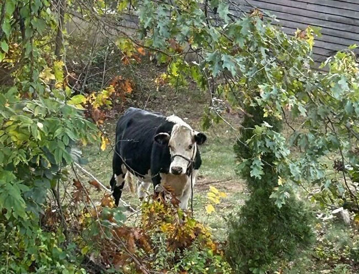 My Neighbors Had A Family Cookout And Brought Their Pet Cow