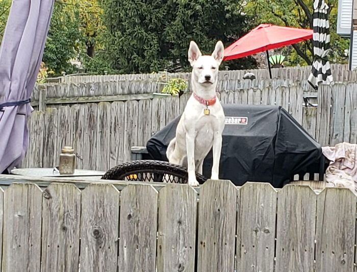 My Neighbor's Dog Likes To Look At Us Over The Fence