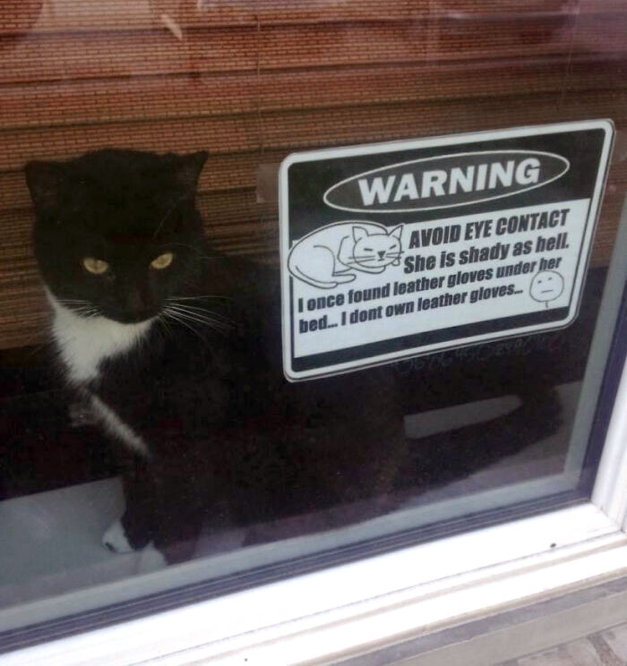 I Had To Warn The Neighbors About My Cat