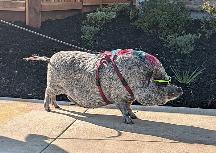 Just My Neighbors Taking Their Pig For An Afternoon Walk