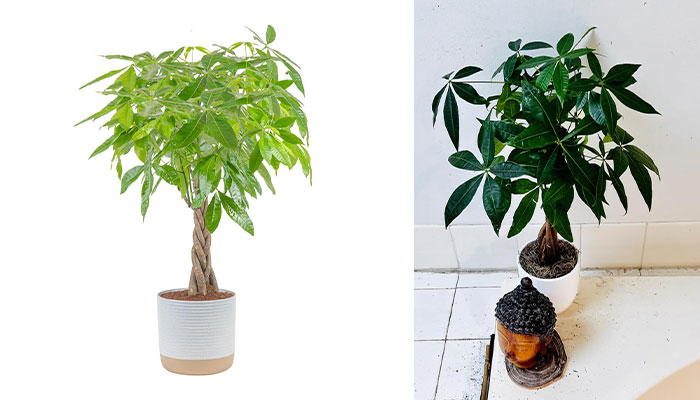 Grow Rich With The Money Tree Live Plant - Pot It, Water It, And Watch The Wealth Flow!