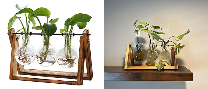 Elevate You Botanical Friend's Life With Plant Terrarium And Its Wooden Stand – The Charm Of Nature Delightfully Framed